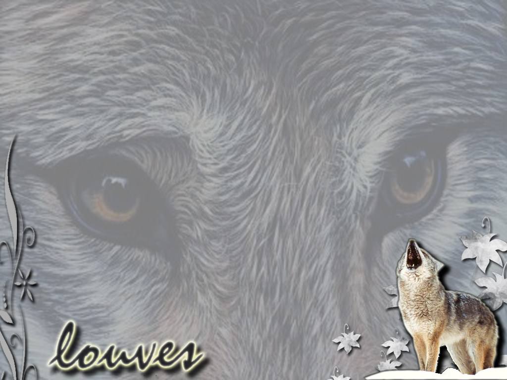 Loups Louves