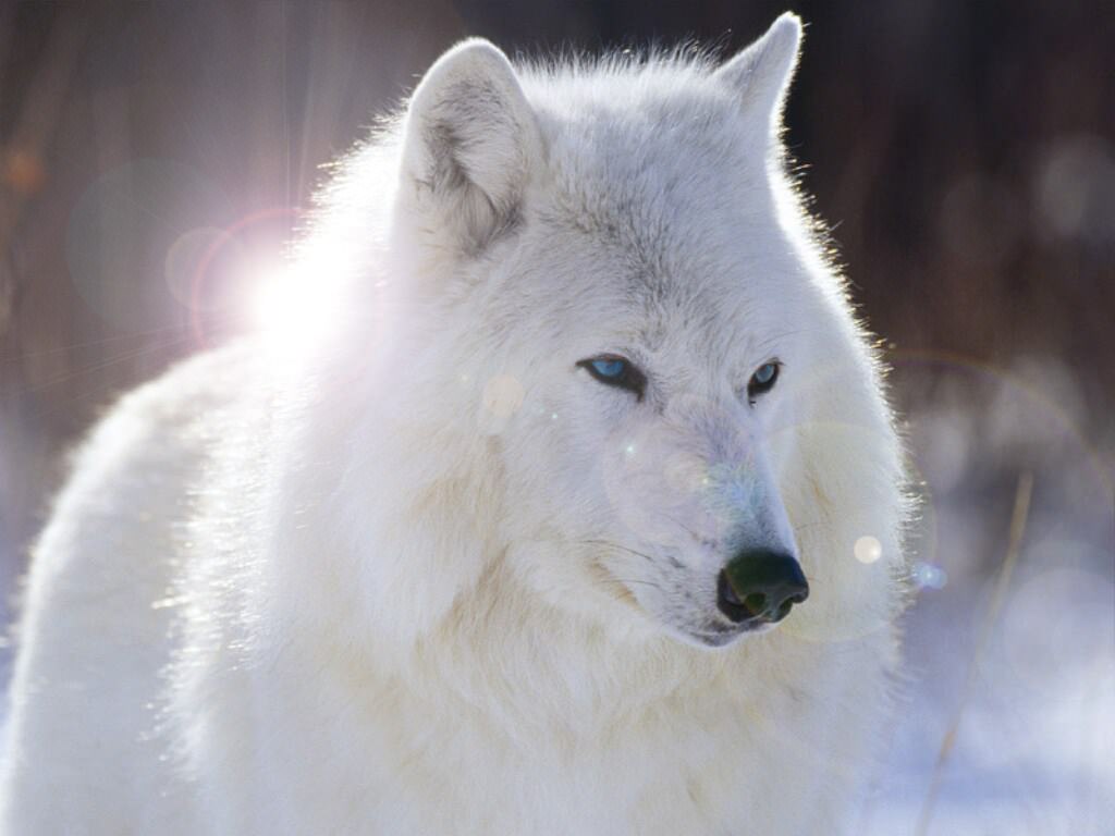 Loups Un loup blanc ^^