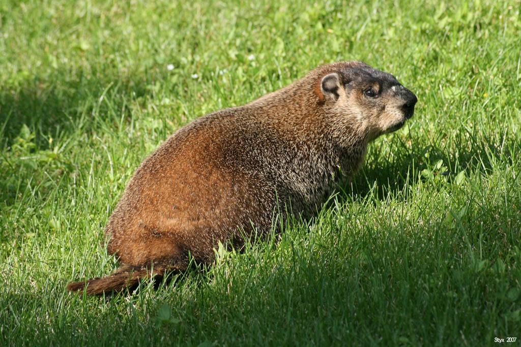 Marmottes Québecquois de souche 02