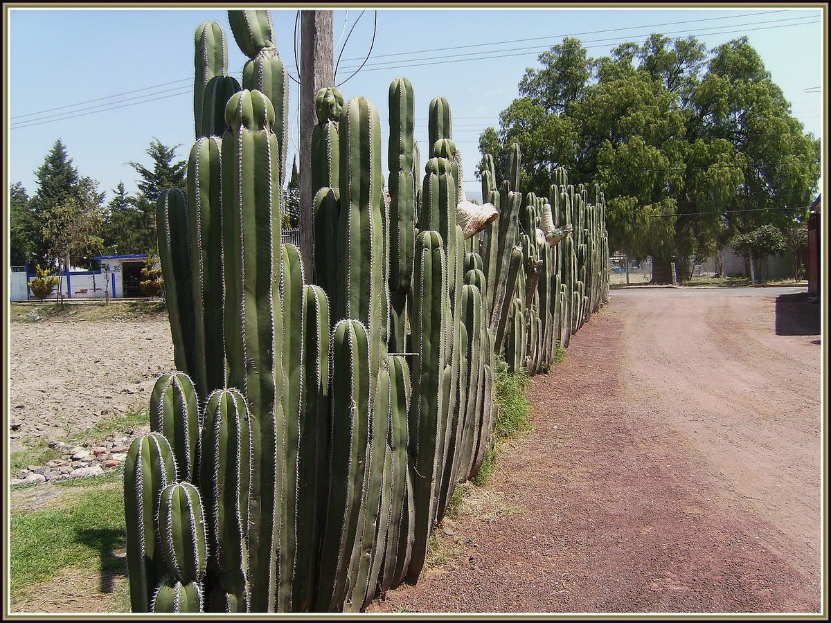 Mexique Haie de cactus au Mexique