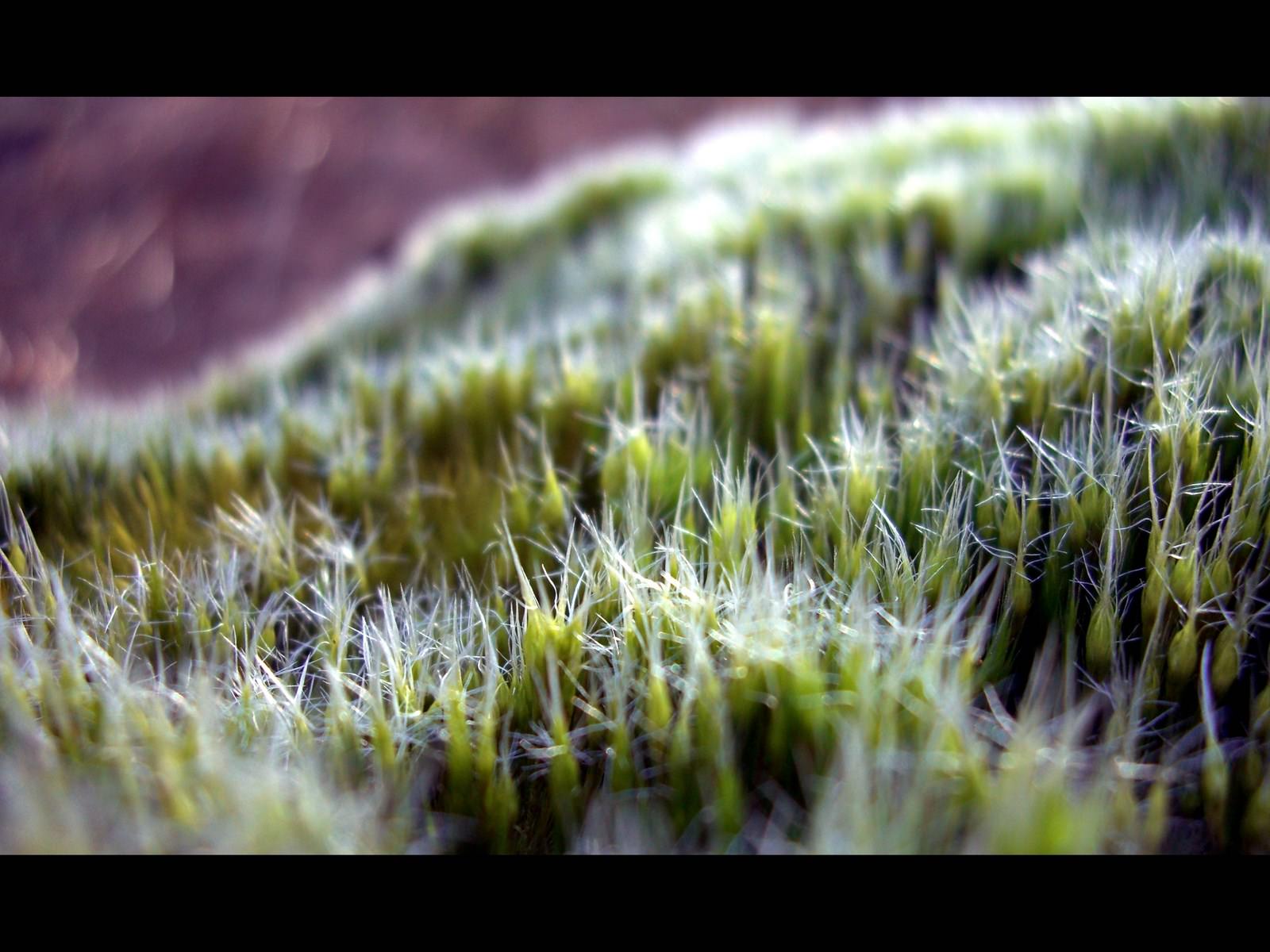 Mousses et Lichens Colline verdoyante