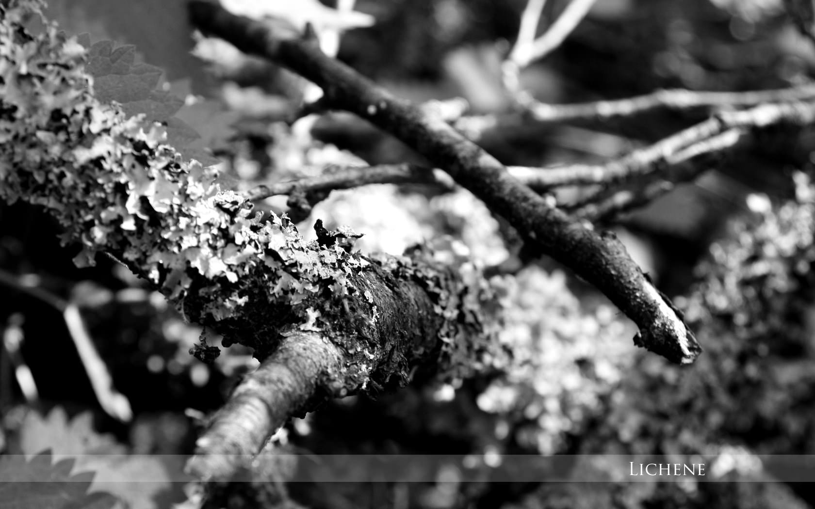 Mousses et Lichens Lichen
