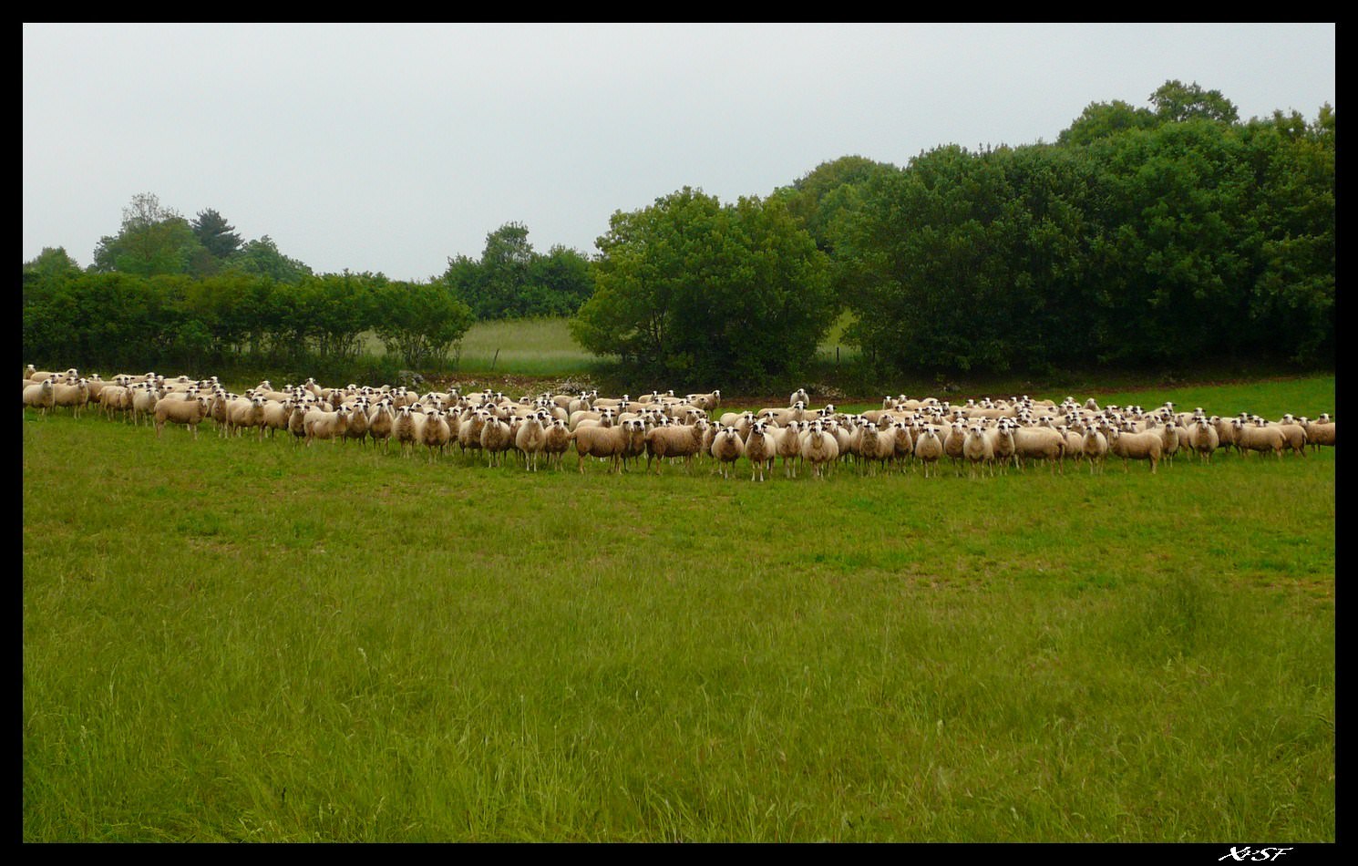 Moutons et Mouflons Mouton du Quercy