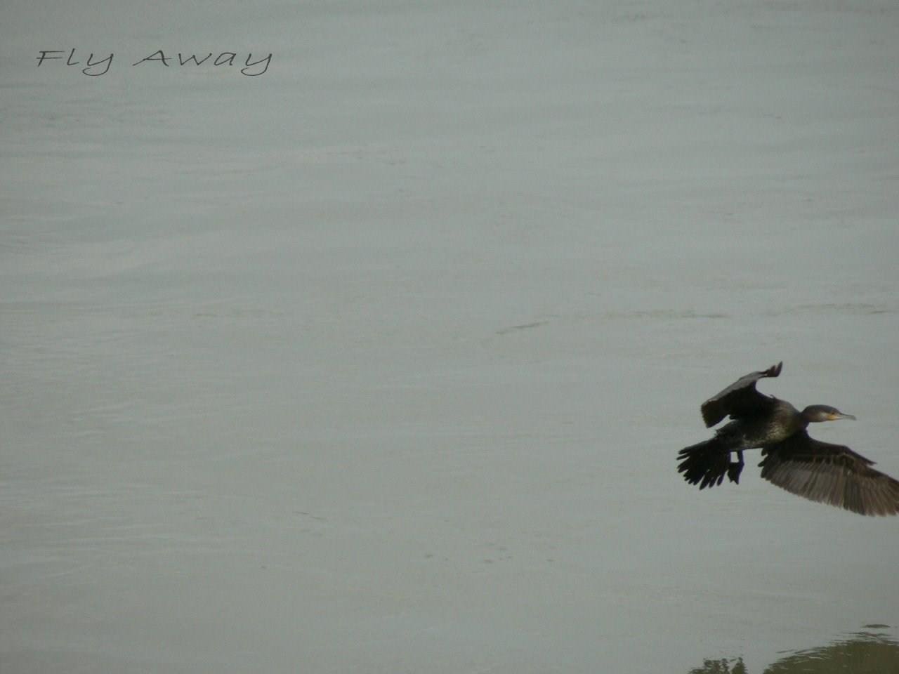 Cormorans Fly Away