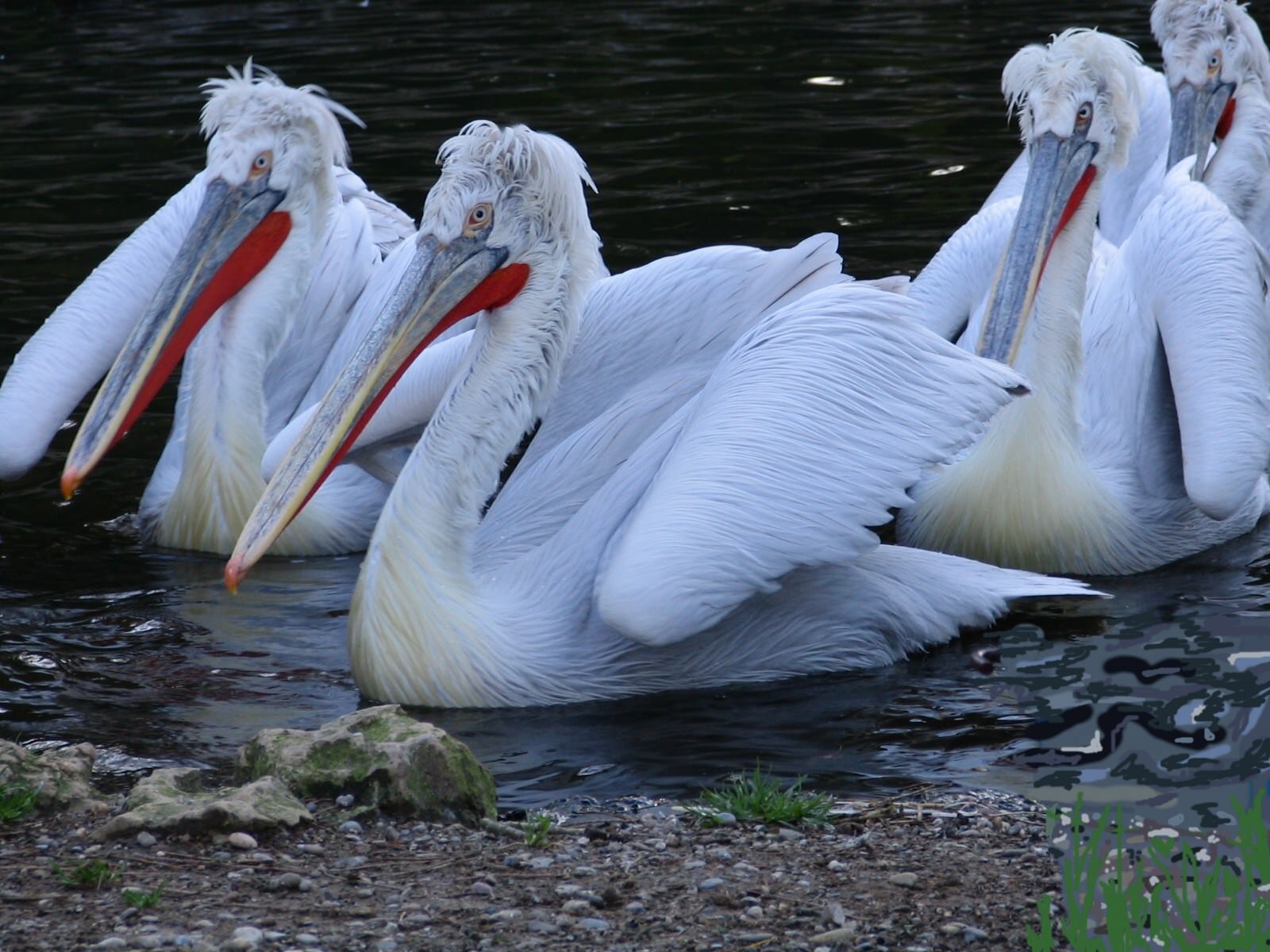 Pelicans ZOO DE MULHOUSE