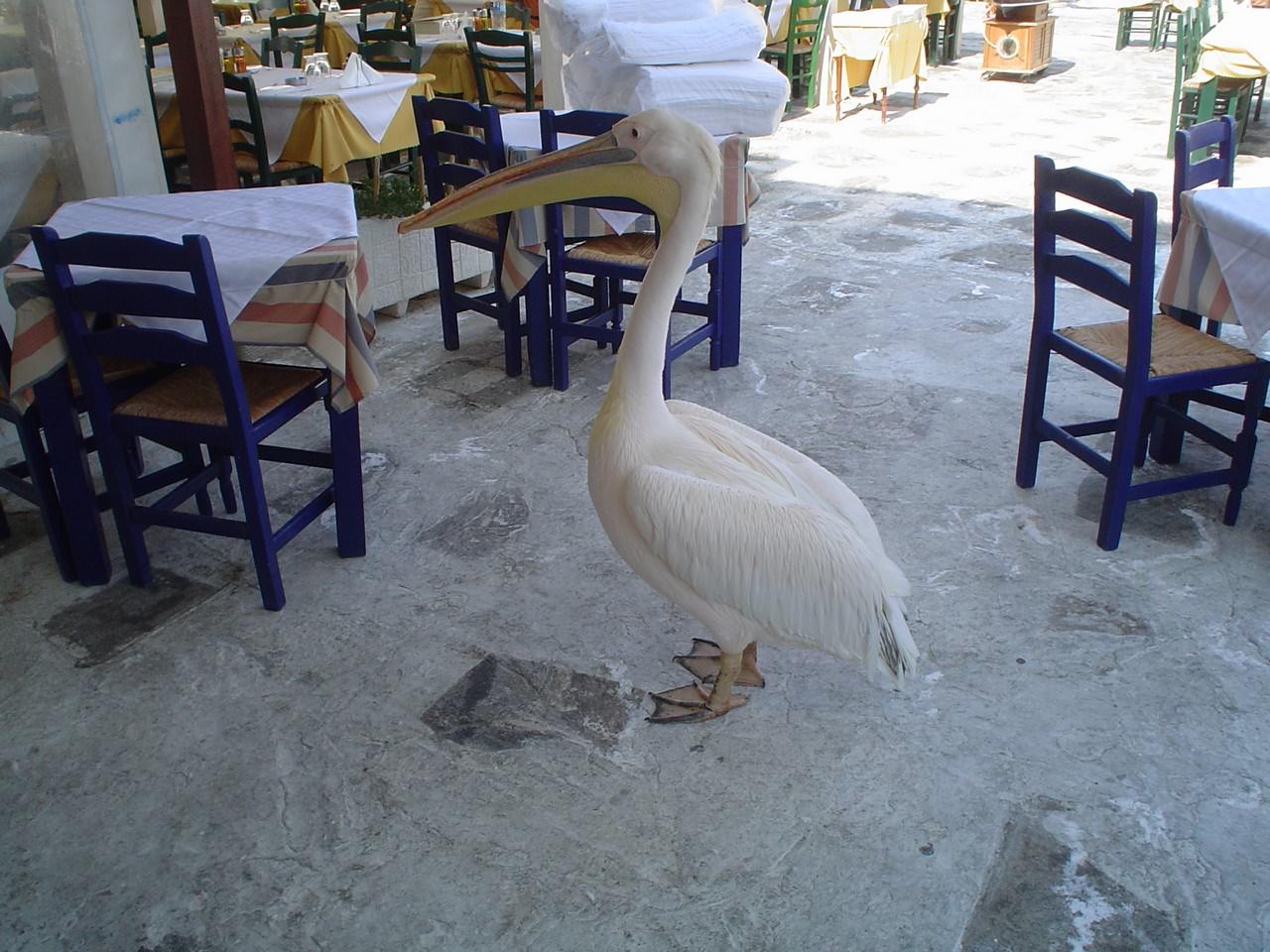 Pelicans pelican to the restaurant