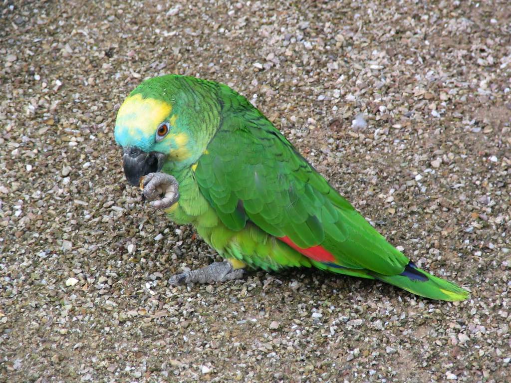 Perroquets Perroquet Amazone