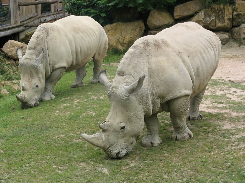Rhinoceros Rhino