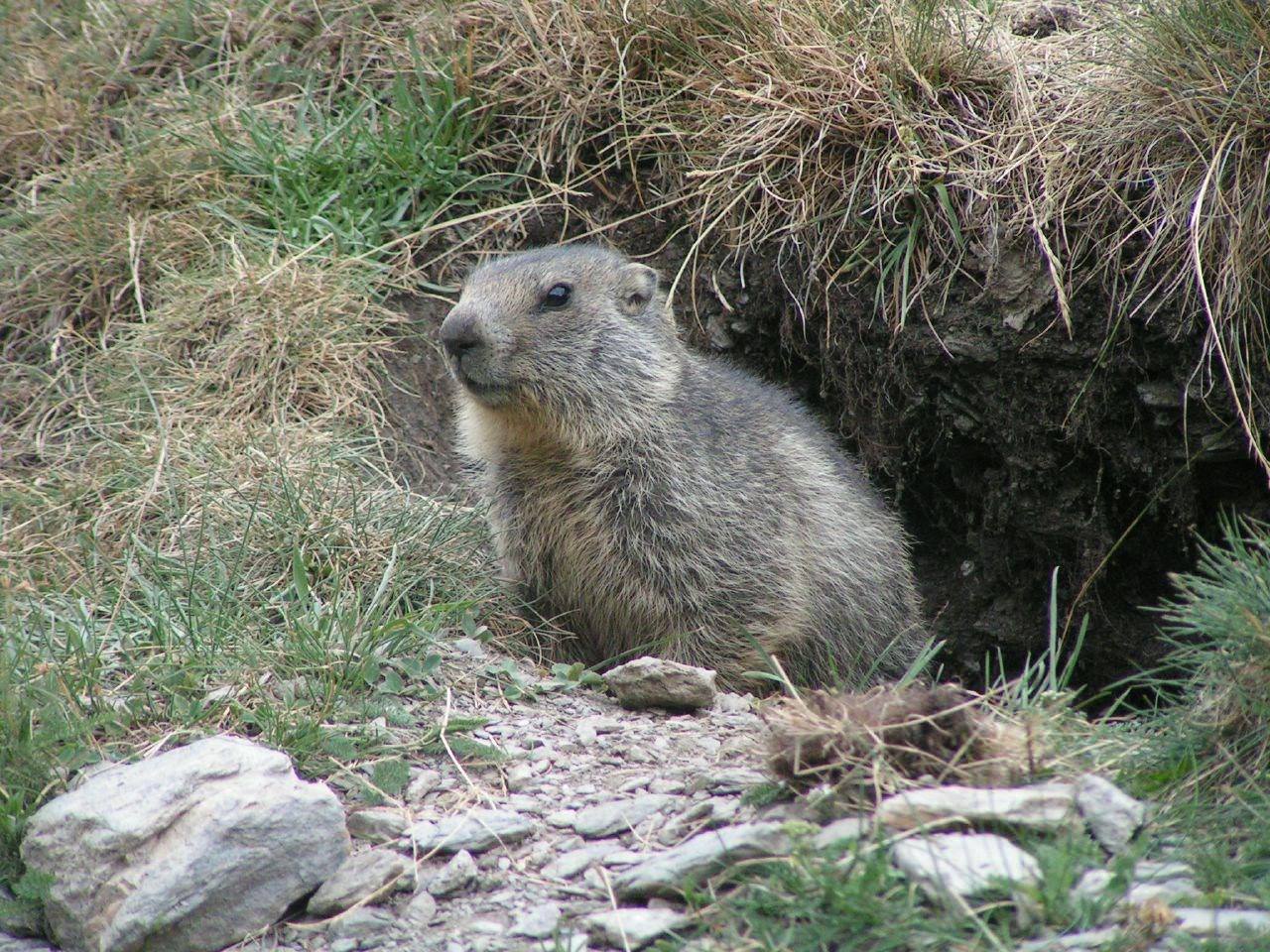 Rongeurs Marmotte