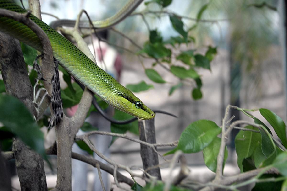 Serpents python vert des arbres