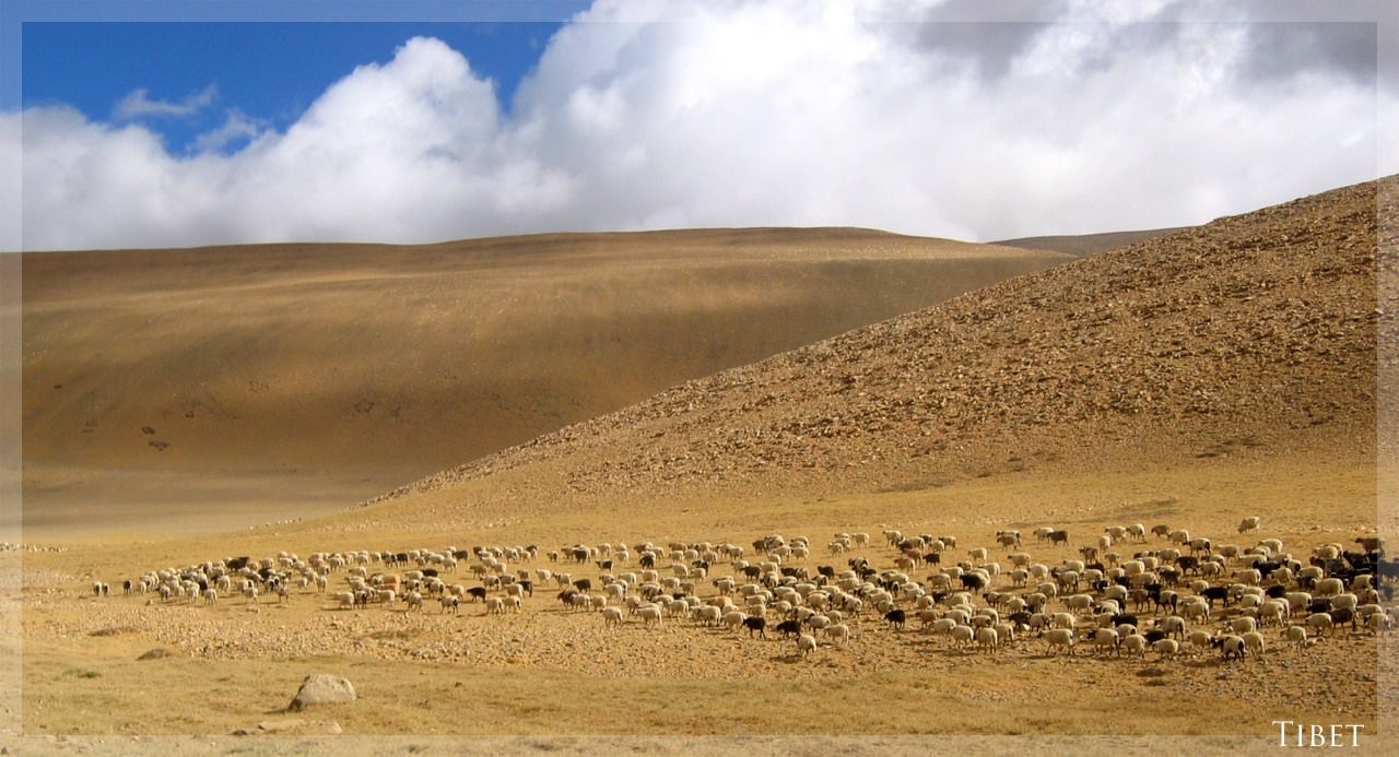 Tibet Petit troupeau dans les hauteurs