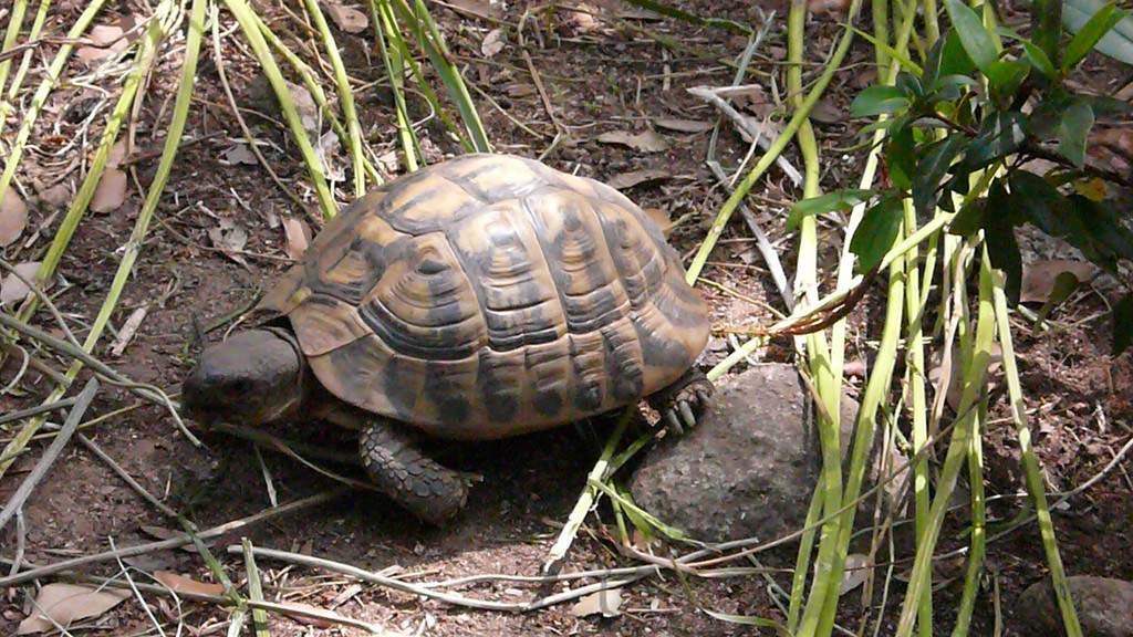 Tortues tortue