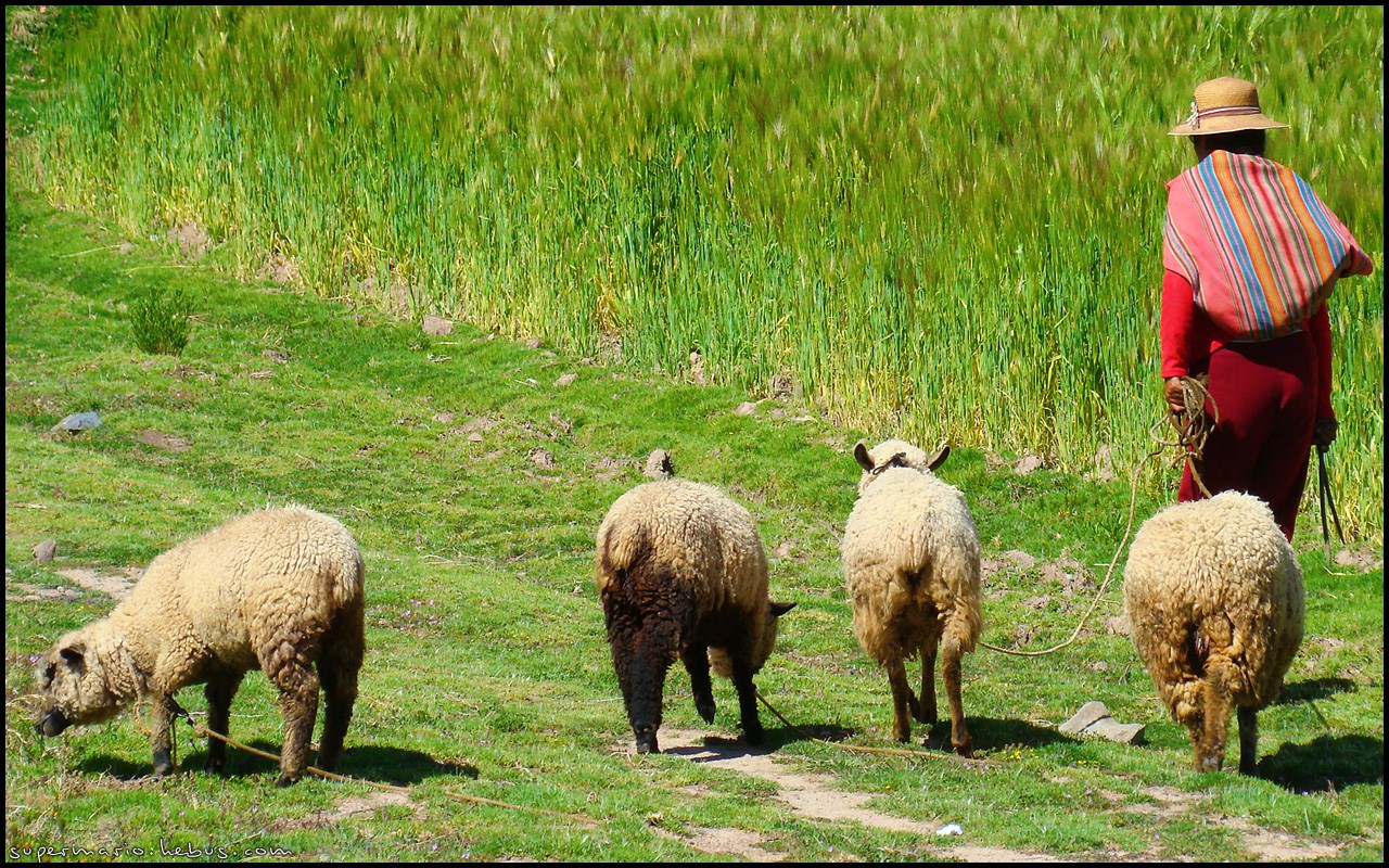Bolivie Bolivienne et ses moutons