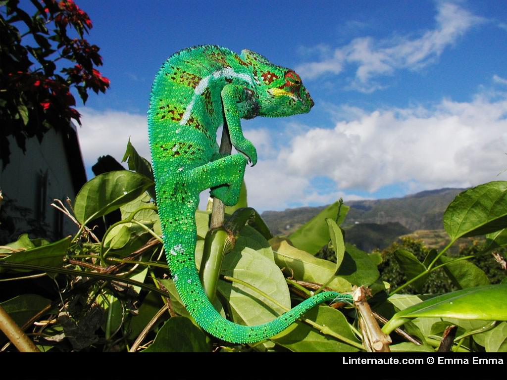 Cameleons Cameleon (la reunion)