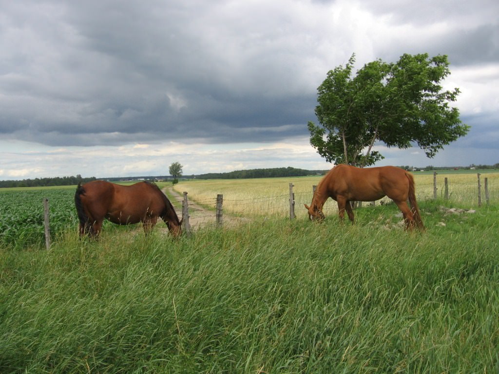 Chevaux chevaux