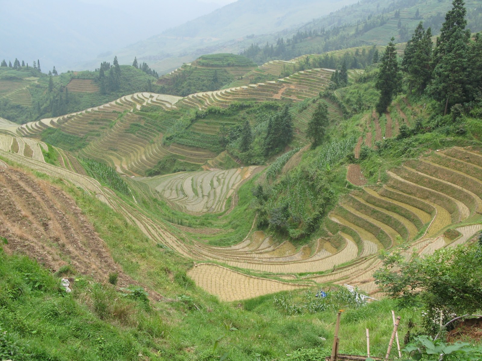 Chine riziere en terrasse
