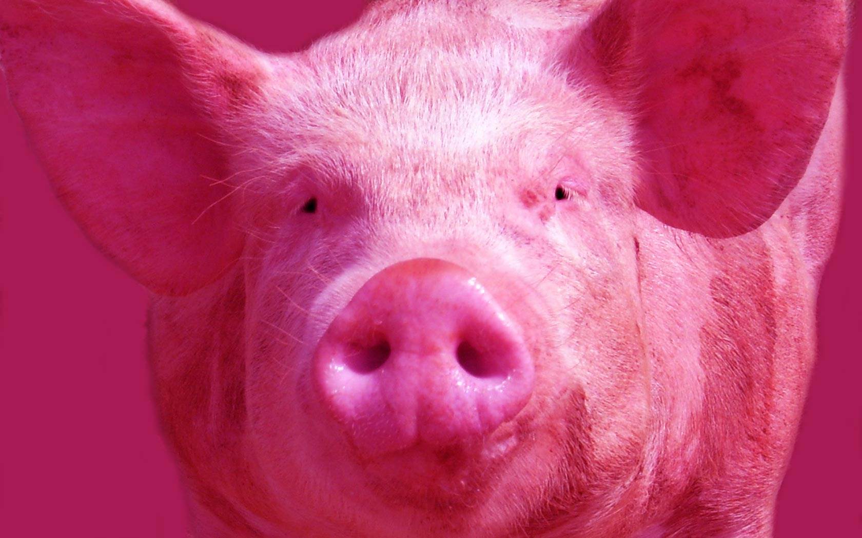 Cochons Pink pig