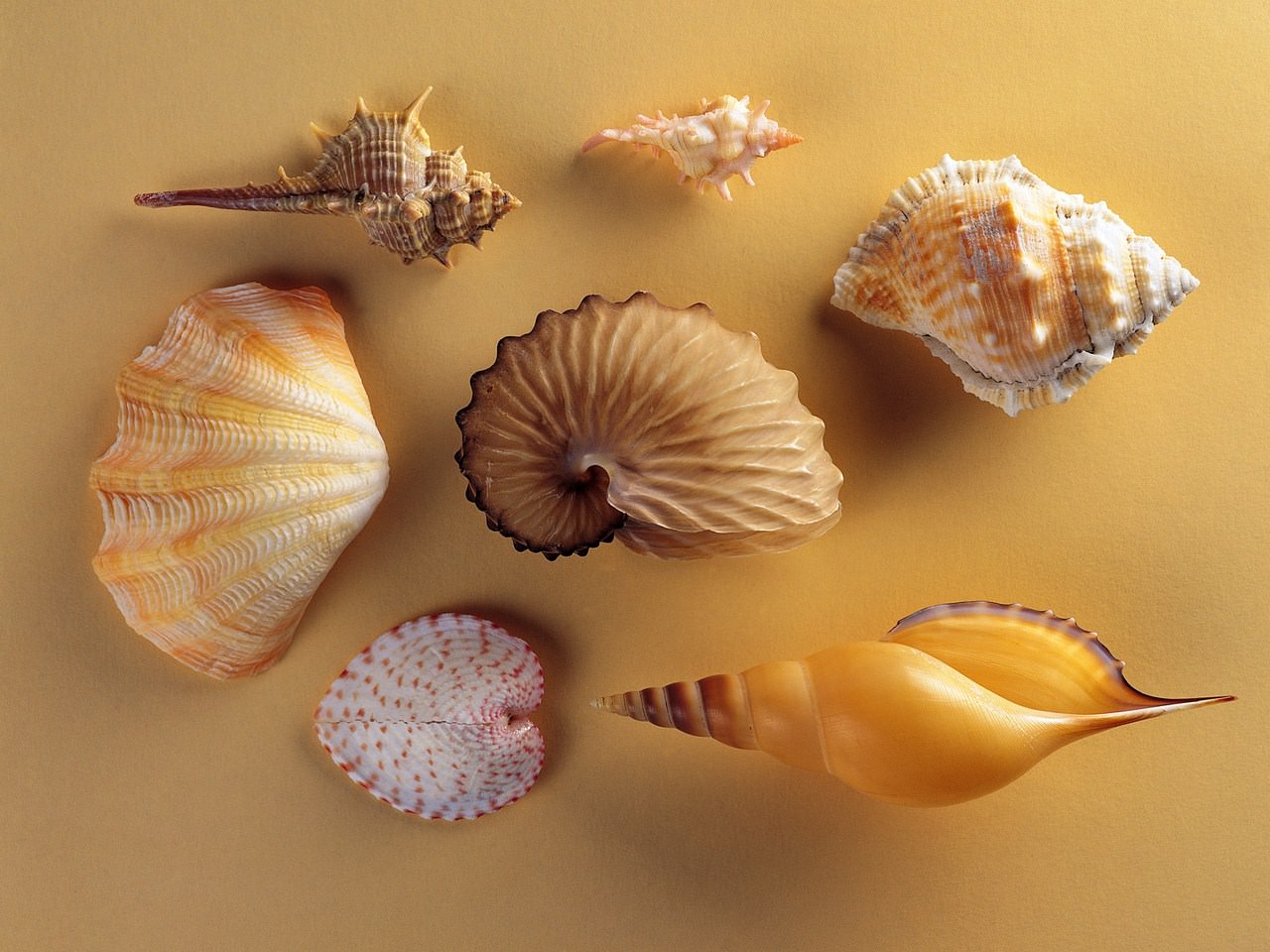 Coquillages et Coquilles Wallpaper N°201366