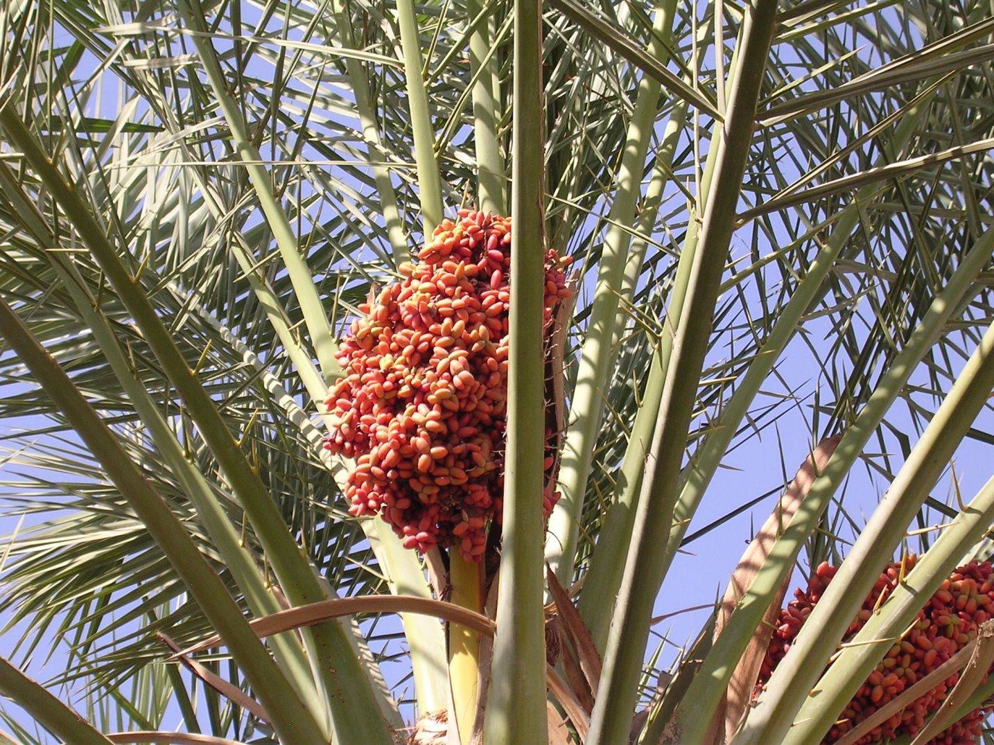 Dubai Palmier - Dattes