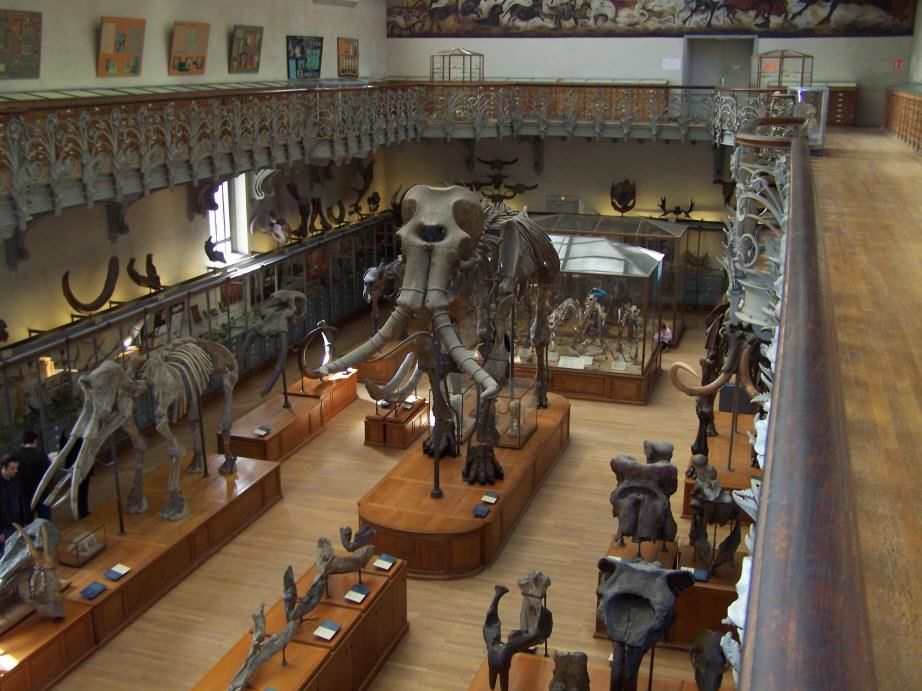 Elephants Squelette de mamouth