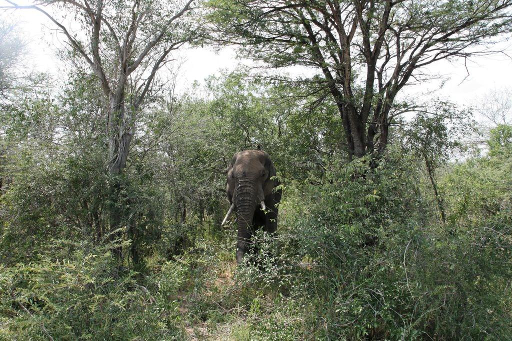 Elephants Elephant du Kruger Park