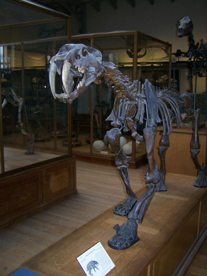 Divers Squelette de smilodon