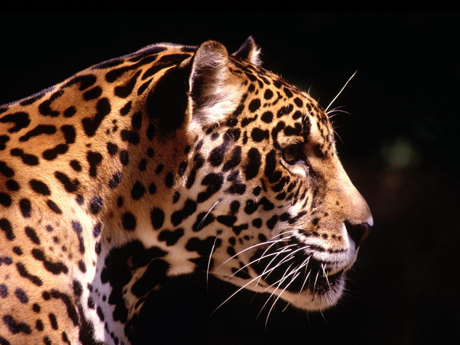 Jaguars Jaguar de profil