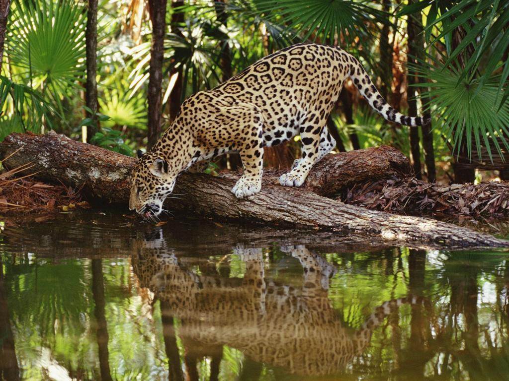 Jaguars La soif d'un jaguar...
