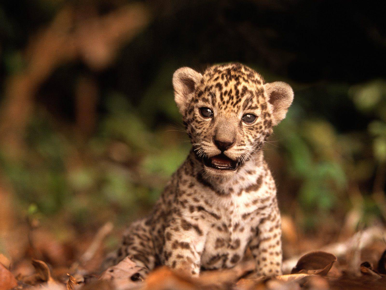 Jaguars Bébé jaguar...