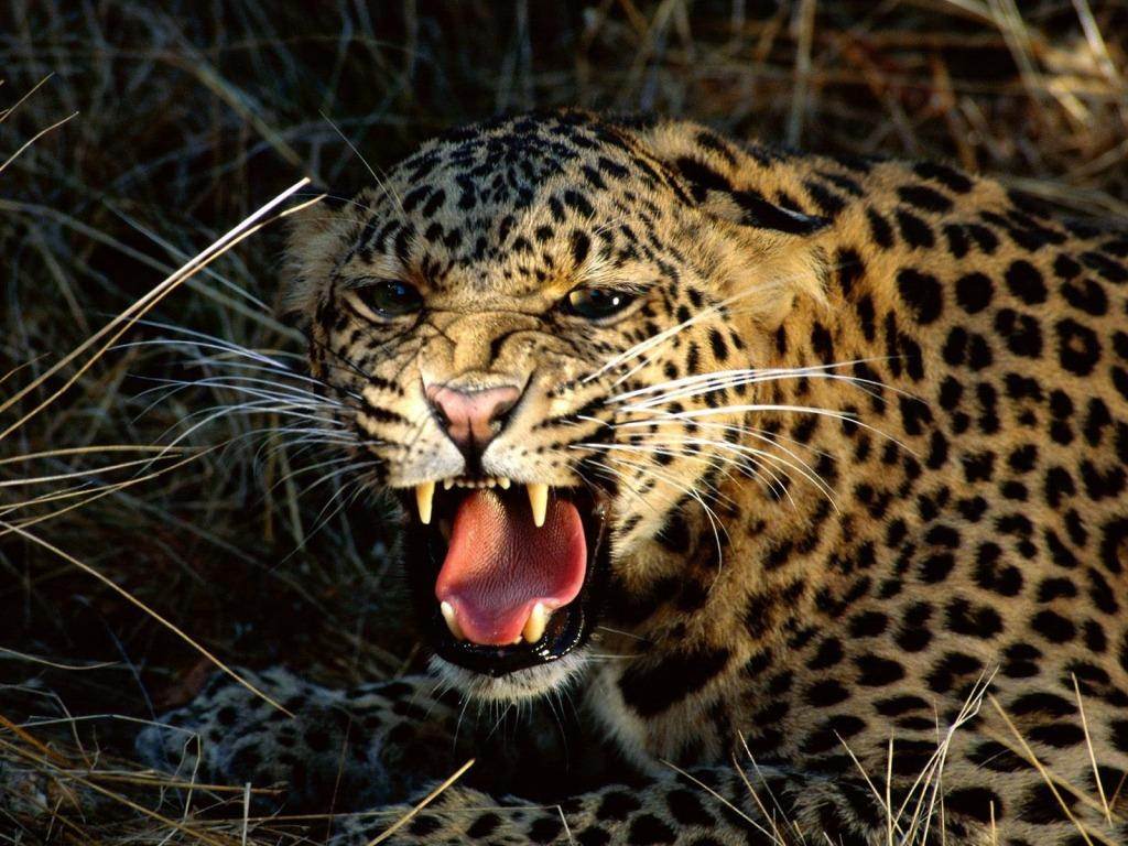 Leopards Méfiance