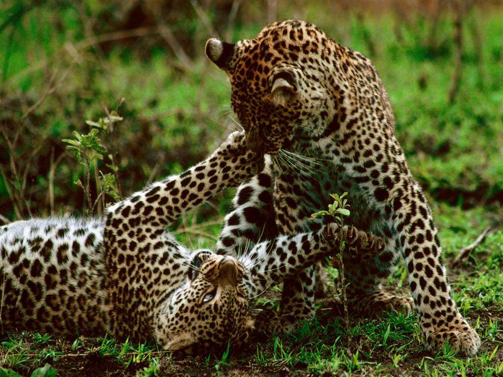 Leopards Jeux enfantins...