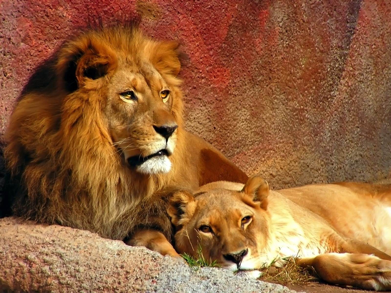 Lions Africa beauty