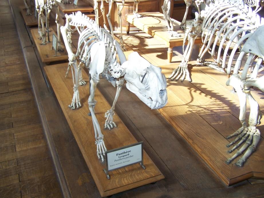Pantheres nebuleuses Squelette de panthère