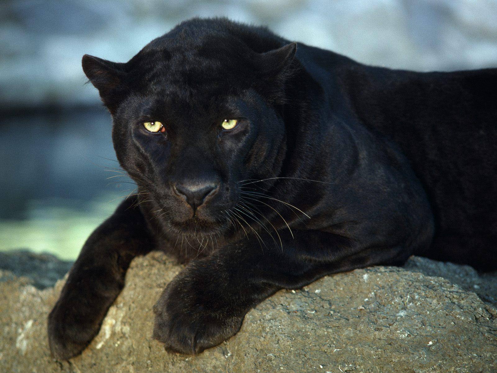 Pantheres noires Panthère Noire