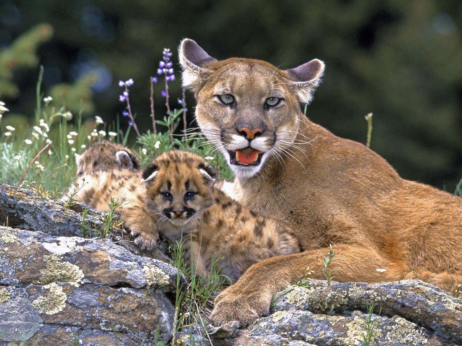 Pumas Un puma et ses petits