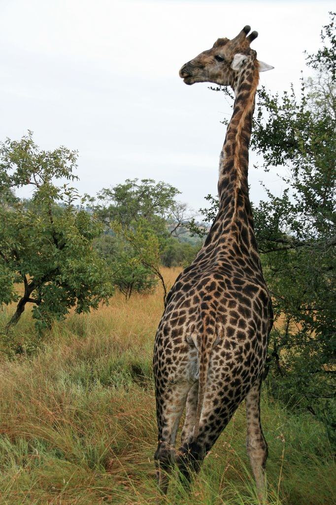 Girafes Girafe du Park Kruger