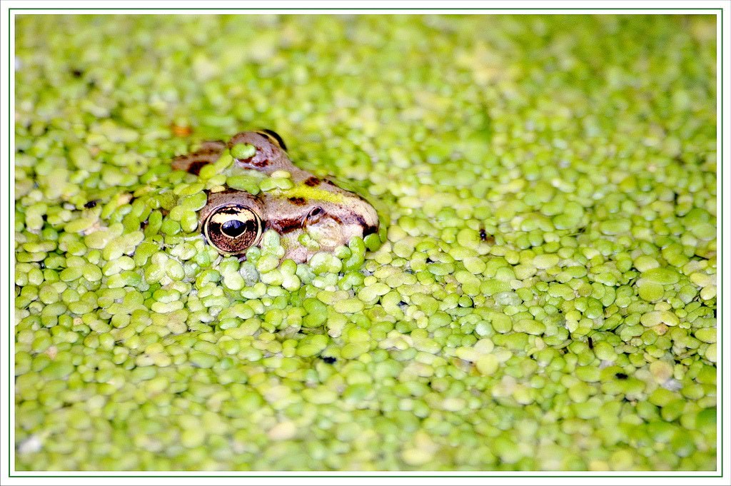 Grenouilles et Crapauds La grenouille dans les lentilles