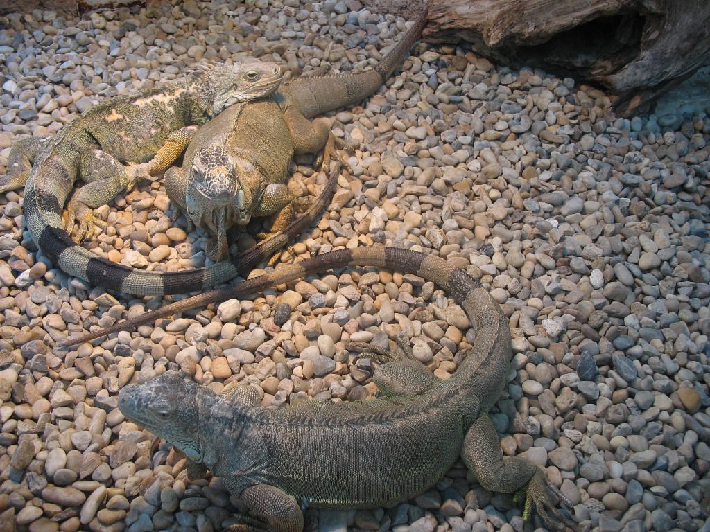 Iguanes Iguanes