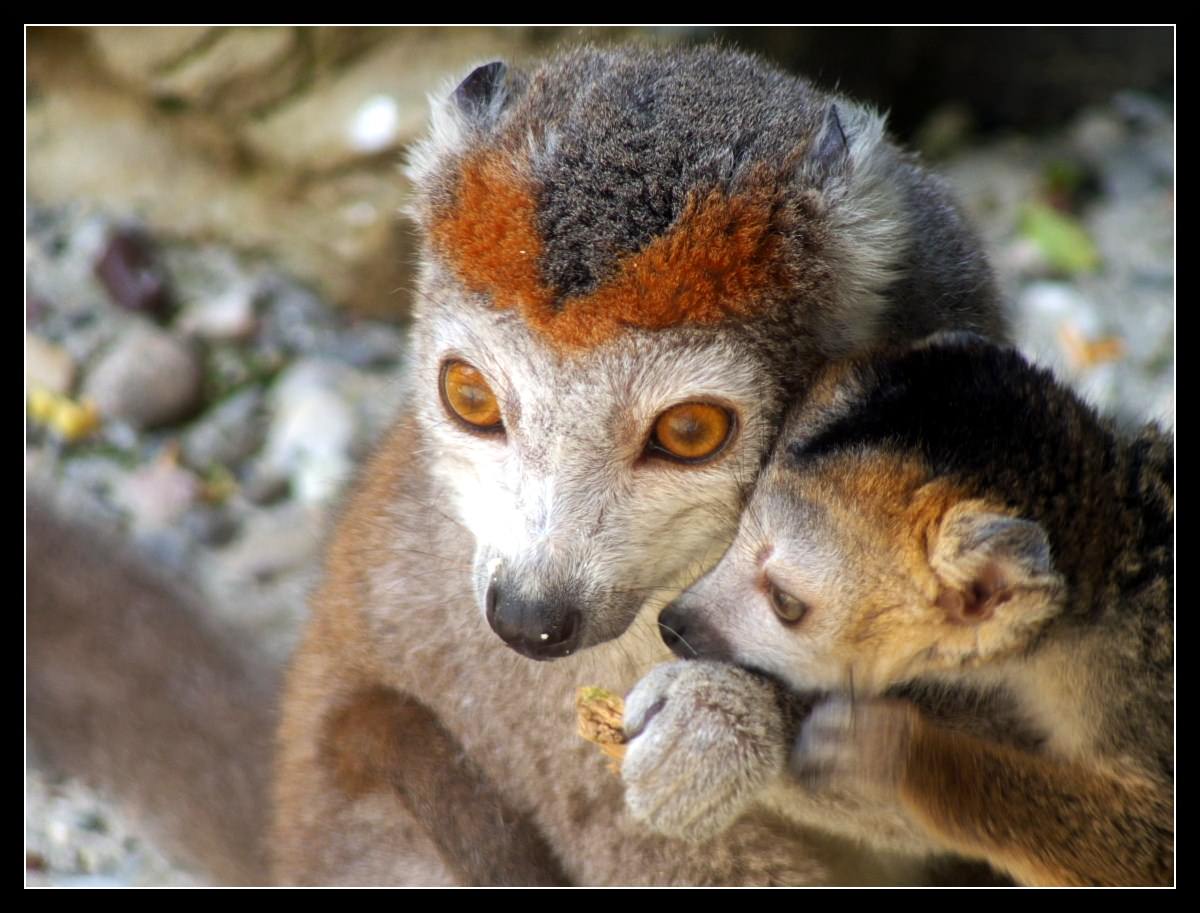Lemuriens Lémurien et son petit