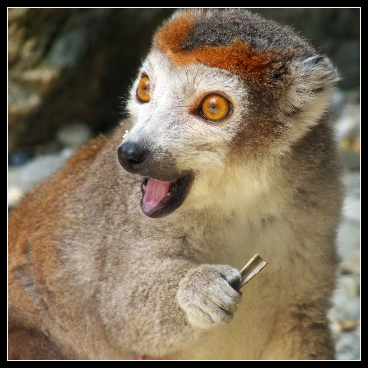 Lemuriens Lémurien chanteur