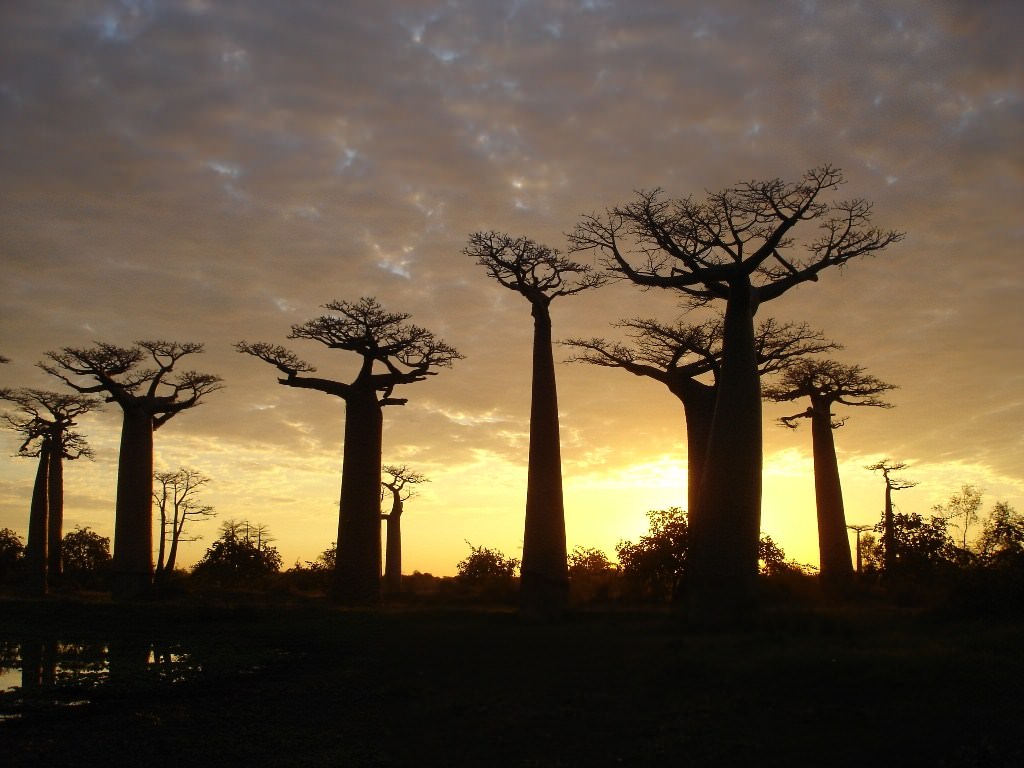 Madagascar Allée des Baobab