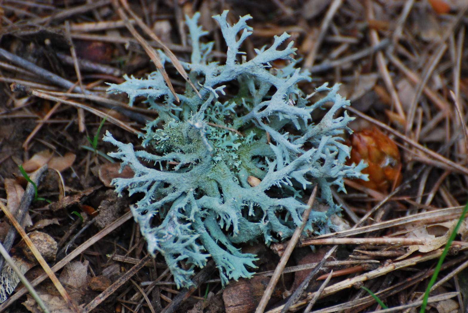 Mousses et Lichens Lichens