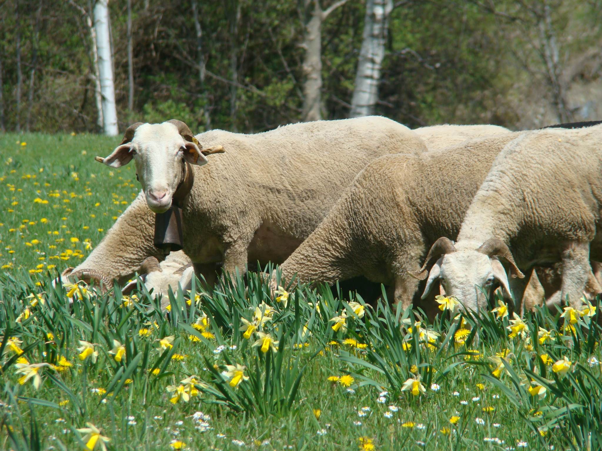Moutons et Mouflons Wallpaper N°203168