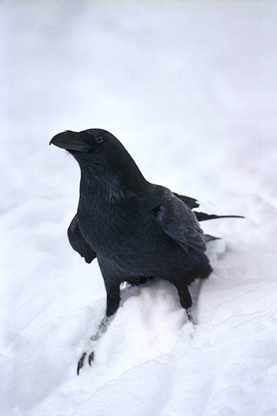 Corbeaux corbeau noir dans la neige blanche