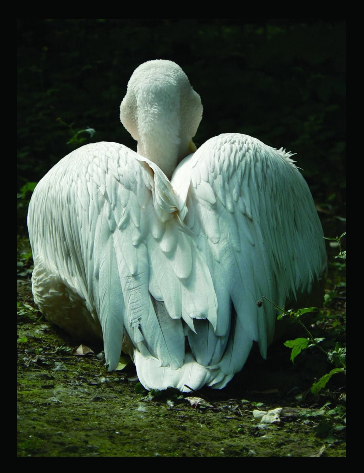 Oiseaux et Pelicans Le dos du pélican