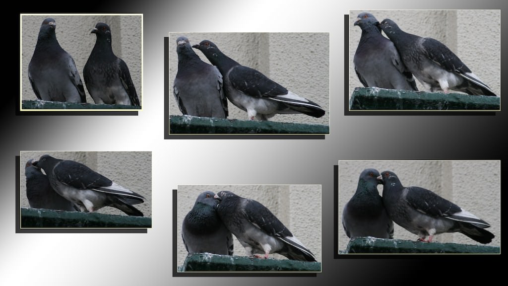 Pigeons et Tourterelles amour de pigeon