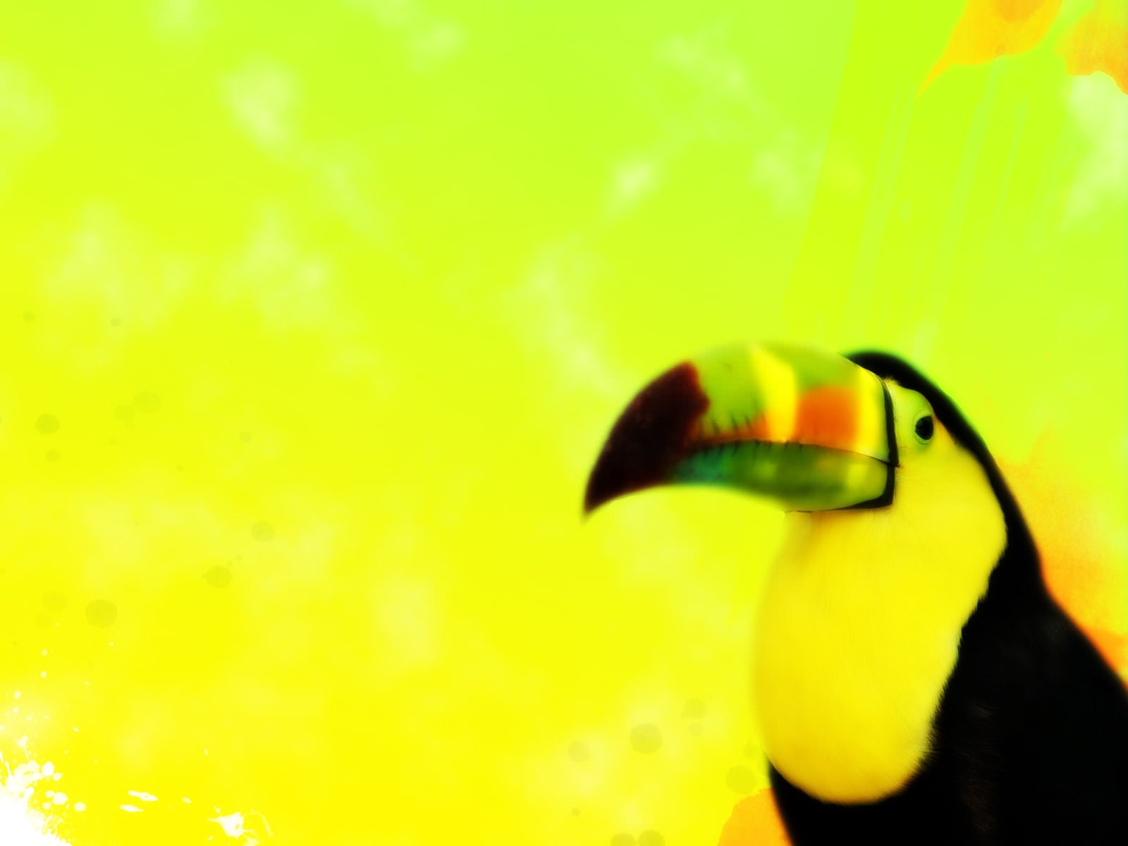 Toucans toucan