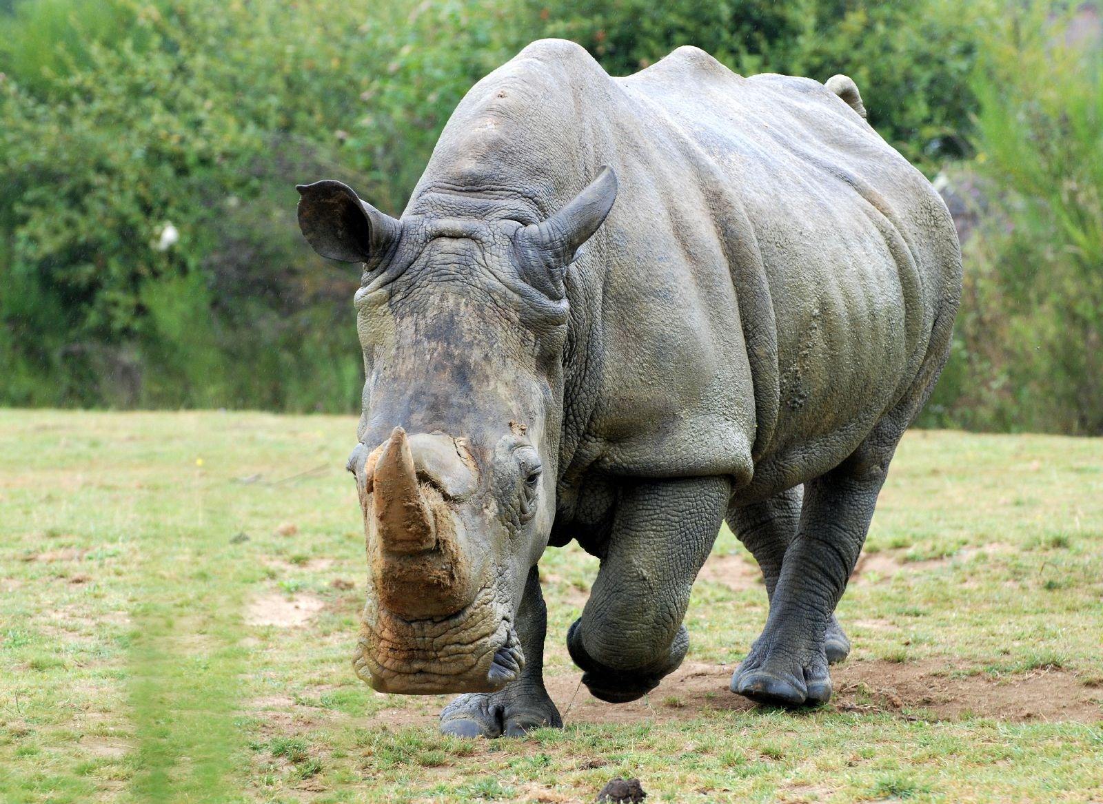 Rhinoceros charger !