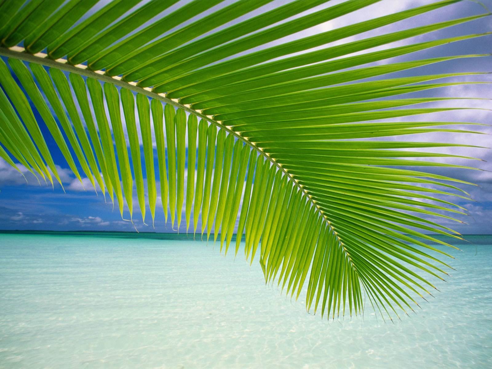 Tahiti paradis