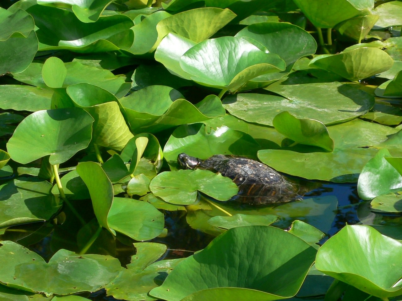 Tortues Madame Tortue prend son bain de soleil sur des feu